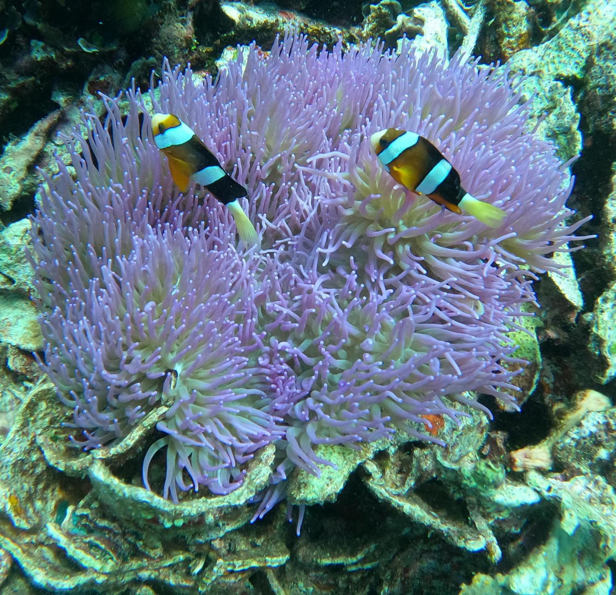 בונאקן 4 Sisters Divers מראה חיצוני תמונה