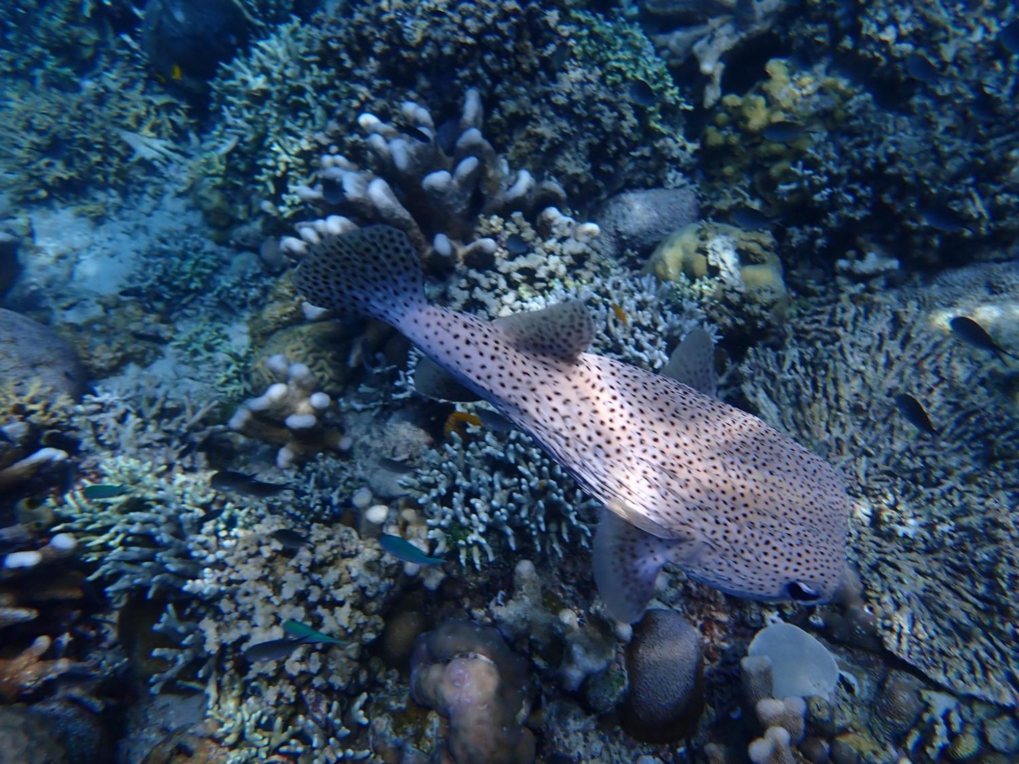 בונאקן 4 Sisters Divers מראה חיצוני תמונה